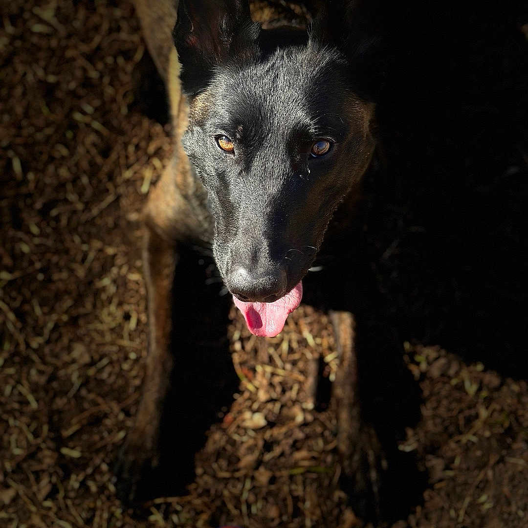 Kailani joined the competition — help win amazing prizes! alert, ball, black_coat, brindle, canine, close_up, dog, ears_up, eyes, looking_up, outdoor, paws, pet, playful, portrait, shadow, sunlight, tongue_out, toy, wood_chips