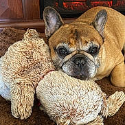 Brody is registered to the contest to win money with this photo: french_bulldog, dog, plush_toy, stuffed_animal, brown_rug, fireplace, electric_fireplace, cozy, pet, indoors, warmth, snuggling, brown_dog, toy, home, comfort, relaxation, animal, cute, companion