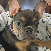 Ruby is registered to the contest to win money with this photo: dog, puppy, french_bulldog, close_up, ears, blanket, indoor, floor, brown, black, fur, collar, pet, animal, young, cute, snuggle, face, portrait, cozy