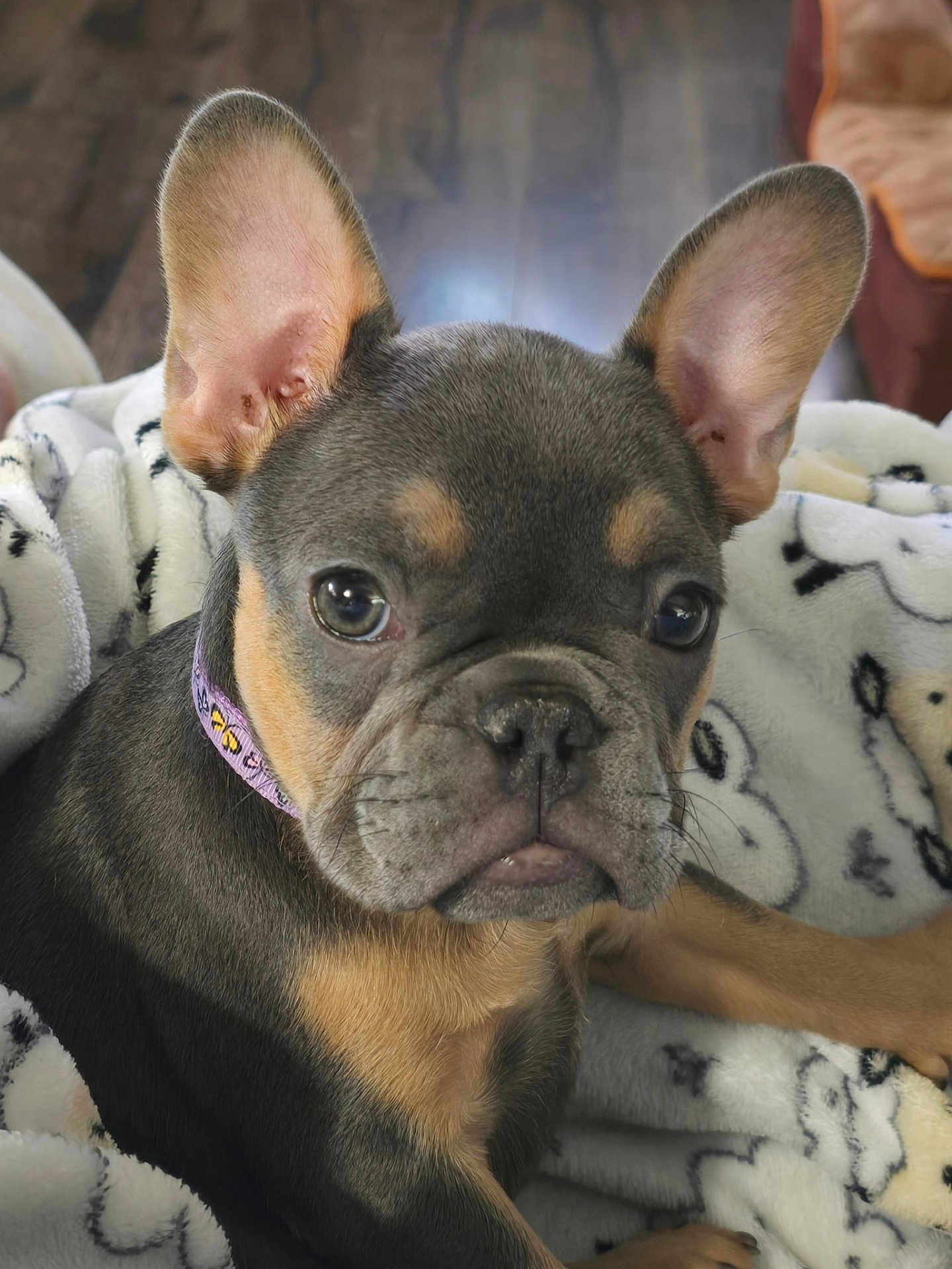 Ruby is registered to the contest to win money with this photo: dog, puppy, french_bulldog, close_up, ears, blanket, indoor, floor, brown, black, fur, collar, pet, animal, young, cute, snuggle, face, portrait, cozy