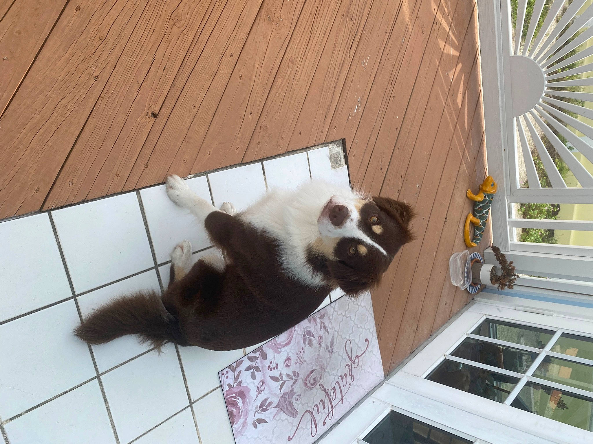 Dizzy is registered to the contest to win money with this photo: canidae, carnivore, cat, companion_dog, dog_breed, domestic_short_haired_cat, fawn, felidae, flooring, fur, hardwood, panda, plant, small_to_medium_sized_cats, snout, tail, terrestrial_animal, whiskers, window, wood