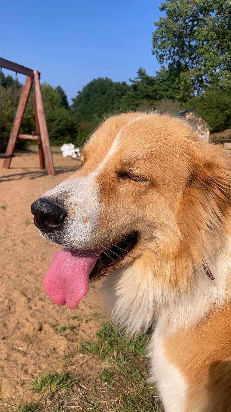 Tina a rejoint le concours — aidez-le/la à gagner de superbes lots ! dog, tongue_out, outdoor, sunny, happy, fur, grass, playground, swing, tree, nature, pet, canine, closeup, animal, summer, daytime, muzzle, nose, collar