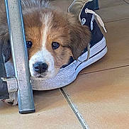 Tina participe au concours pour gagner de l'argent avec cette photo : puppy, dog, sneaker, shoe, floor, tile, metal_leg, curious, pet, young_dog, brown_and_white, fur, indoors, animal, cute, resting, close_up, snout, paw, playful