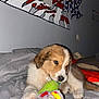 Tina a rejoint le concours — aidez-le/la à gagner de superbes lots ! puppy, dog, bed, toy, plush_toy, indoor, cute, pet, wall_art, red, white, blue, fur, sleeping_area, cozy, animal, playful, young_dog, resting, soft