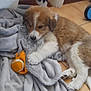 Tina participe au concours pour gagner de l'argent avec cette photo : puppy, dog, blanket, toy, floor, curtain, plastic, indoor, brown, white, fur, laying_down, cute, pet, playful, cozy, soft, animal, young, resting