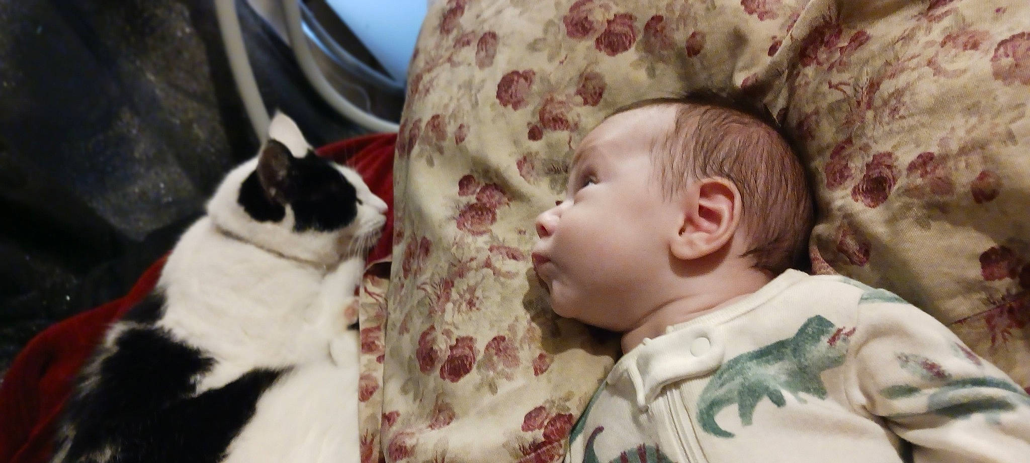 Ezekeiel is registered to the contest to win money with this photo: baby, baby_toddler_clothing, beauty, cat, cheek, child, comfort, facial_expression, felidae, fur, head, human, linens, mammal, pattern, person, skin, small_to_medium_sized_cats, textile, toddler