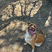 Ruby participe au concours pour gagner de l'argent avec cette photo : animal, brown_dog, canine, collar, daylight, dog, forest_floor, grass, happy, leaves, nature, outdoor, pet, playful, sitting, smiling, summer, sunlight, tongue_out, tree_shadow