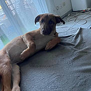 Ruby participe au concours pour gagner de l'argent avec cette photo : dog, puppy, lying_down, blanket, indoor, curtains, window, floor, tile_floor, cords, relaxed, brown_dog, white_paws, ears, pet, animal, resting, home, furniture, quiet