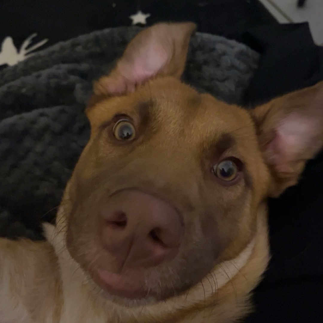 Ruby a rejoint le concours — aidez-le/la à gagner de superbes lots ! animal, blanket, brown, close_up, cozy, curious, dog, ears, expression, face, fur, indoors, laying_down, nose, pet, portrait, snout, star_pattern, white, wide_eyes