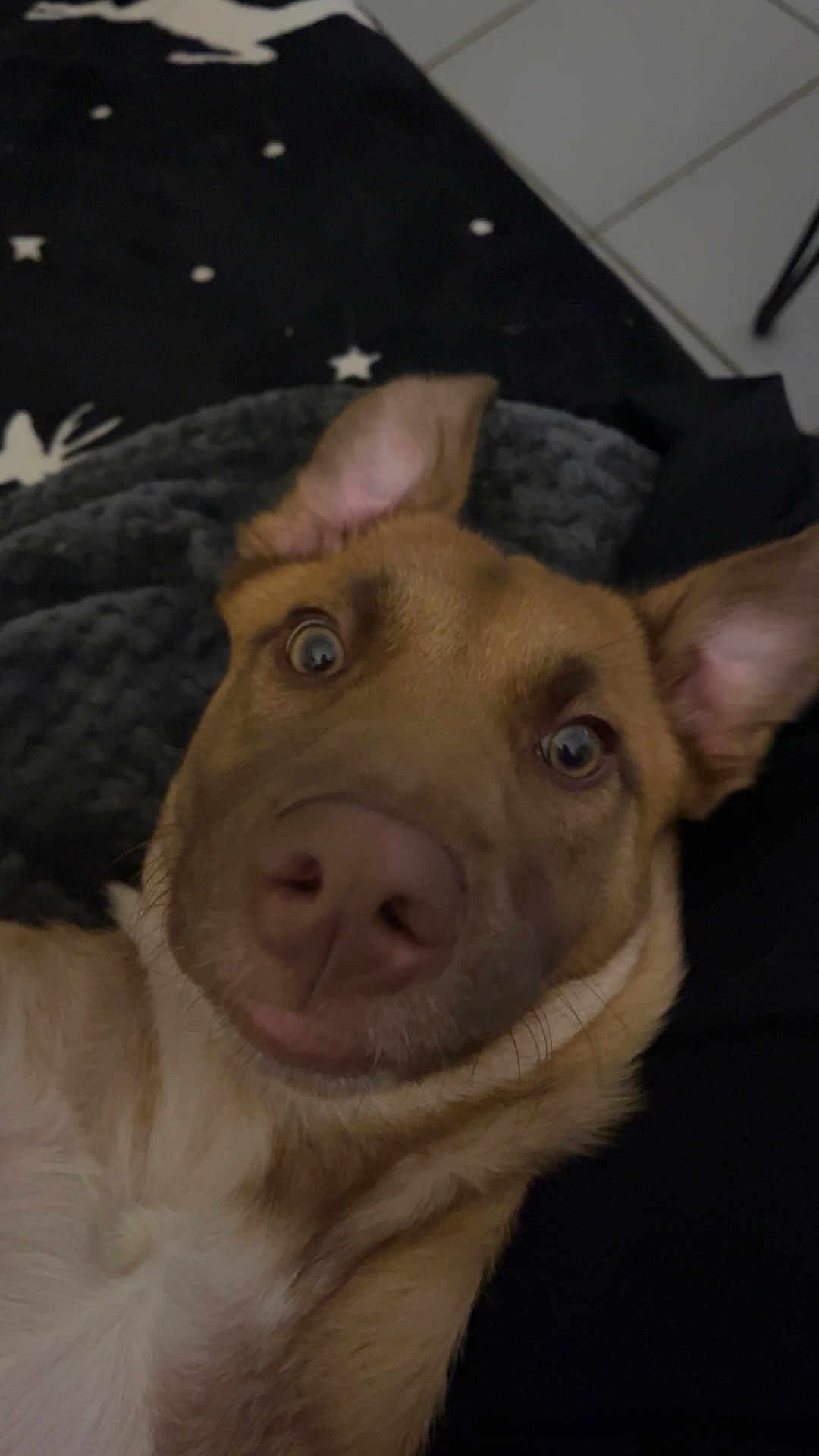 Ruby a rejoint le concours — aidez-le/la à gagner de superbes lots ! dog, close_up, nose, ears, blanket, star_pattern, curious, pet, indoors, fur, snout, face, animal, laying_down, cozy, brown, white, expression, wide_eyes, portrait