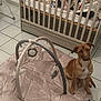 dog, brown_dog, baby_mat, baby_play_mat, crib, baby_crib, baby_clothes, floor, tile_floor, indoor, pet, animal, room, furniture, stuffed_toys, curious, sitting, home, domestic, quiet