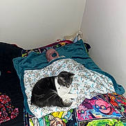 Kegan is registered to the contest to win money with this photo: baby, blanket, cat, sleeping, bed, indoor, pacifier, teddy_bear_pattern, grey_cat, white_cat, colorful_bedspread, rick_and_morty, wall, comfort, cozy, rest, animal, person, sleep, cute