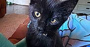 Calypso joined the competition — help win amazing prizes! black_cat, kitten, pet, indoor, blanket, yellow_eyes, collar, bell, furniture, living_room, door, television, couch, decor, curious, close_up, cozy, soft_light, animal, cute