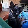 black_cat, kitten, pet, indoor, blanket, yellow_eyes, collar, bell, furniture, living_room, door, television, couch, decor, curious, close_up, cozy, soft_light, animal, cute
