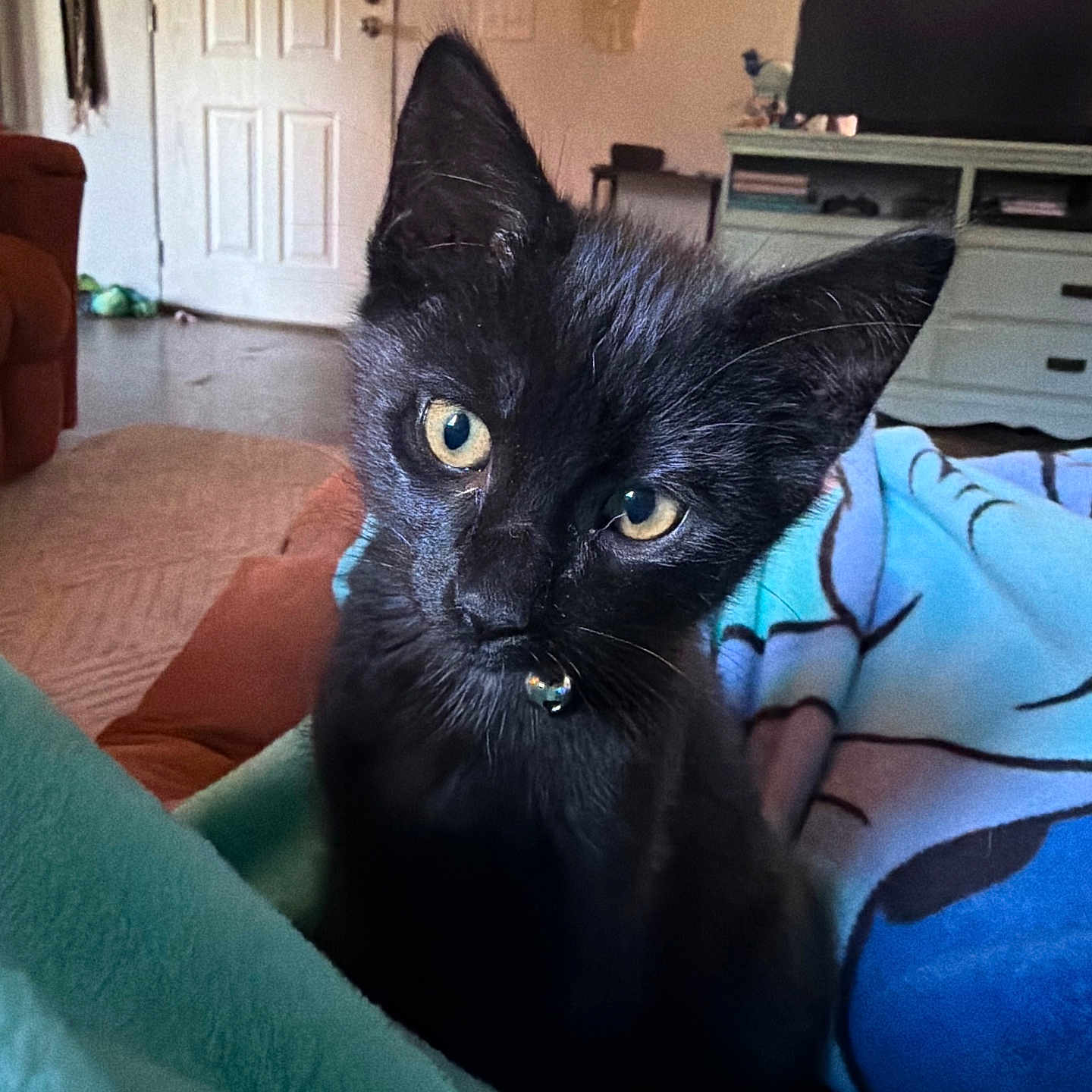 Calypso joined the competition — help win amazing prizes! black_cat, kitten, pet, indoor, blanket, yellow_eyes, collar, bell, furniture, living_room, door, television, couch, decor, curious, close_up, cozy, soft_light, animal, cute