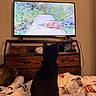Calypso joined the competition — help win amazing prizes! cat, black_cat, television, chipmunk, bed, blanket, wooden_dresser, plush_toy, indoor, watching, nature_scene, animal, furniture, room, cozy, quilt, electronics, pet, relaxing, entertainment