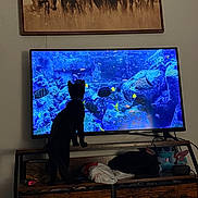 Calypso joined the competition — help win amazing prizes! cat, television, fish, aquarium, dining_room, wooden_furniture, painting, horse_picture, black_cat, animal, indoor, curious, silhouette, screen, colorful, decor, living_room, electronics, pets, home