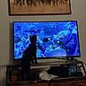 cat, television, fish, aquarium, dining_room, wooden_furniture, painting, horse_picture, black_cat, animal, indoor, curious, silhouette, screen, colorful, decor, living_room, electronics, pets, home