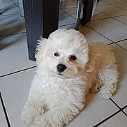 Uzi a rejoint le concours — aidez-le/la à gagner de superbes lots ! animal, curious, curly_fur, cute, dog, domestic, floor, furniture, home, indoor, looking_at_camera, lying_down, pet, puppy, resting, small_dog, table_leg, tile_floor, white_fur, young_dog