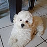 animal, curious, curly_fur, cute, dog, domestic, floor, furniture, home, indoor, looking_at_camera, lying_down, pet, puppy, resting, small_dog, table_leg, tile_floor, white_fur, young_dog