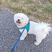 Uzi a rejoint le concours — aidez-le/la à gagner de superbes lots ! dog, white_dog, fluffy, leash, harness, outdoor, grass, gravel_path, smiling_dog, pet, canine, walking, nature, greenery, happy, animal, fur, tail, daylight, playful