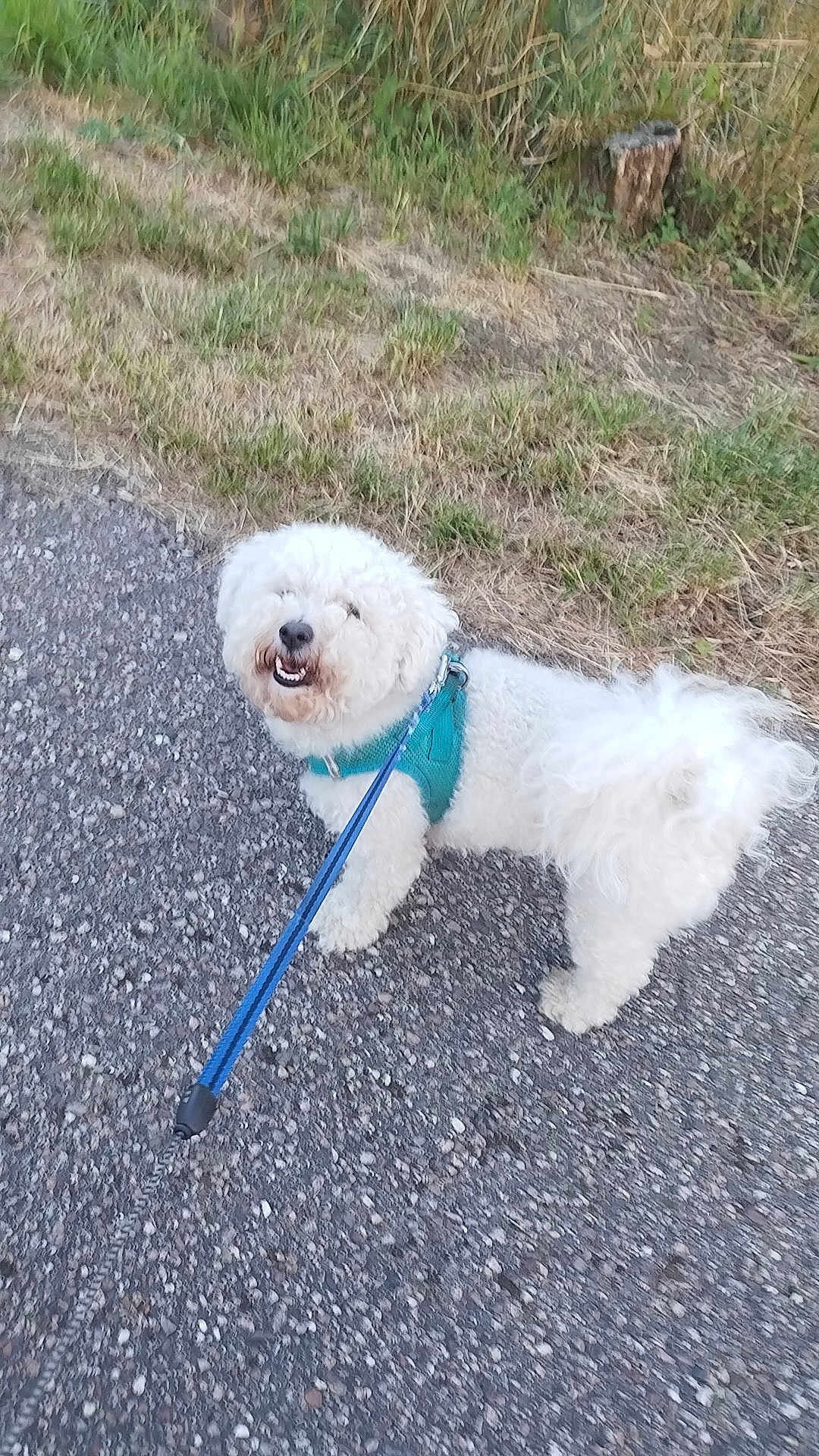 Uzi a rejoint le concours — aidez-le/la à gagner de superbes lots ! dog, white_dog, fluffy, leash, harness, outdoor, grass, gravel_path, smiling_dog, pet, canine, walking, nature, greenery, happy, animal, fur, tail, daylight, playful