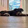 Sadie joined the competition — help win amazing prizes! puppy, dog, floor, door, window, blue_sky, clouds, sunlight, indoor, relaxing, animal, pet, fur, paw, laying_down, house, daytime, wood_floor, black_dog, brown_dog