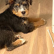 Sadie joined the competition — help win amazing prizes! puppy, dog, blue_eyes, fur, collar, tag, wooden_floor, laying_down, ears, curious, pet, animal, indoor, cute, brown, black, white, fur_texture, young_dog, looking