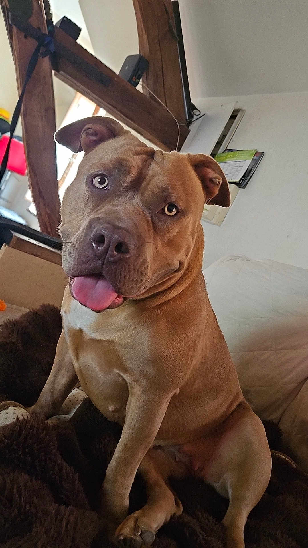 Shelby a rejoint le concours — aidez-le/la à gagner de superbes lots ! dog, brown_dog, pet, tongue_out, sitting, indoor, blanket, plush, wooden_beams, calendar, cozy, friendly, canine, animal, fur, ears, nose, paw, room, house