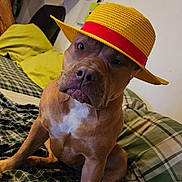 Shelby participe au concours pour gagner de l'argent avec cette photo : dog, hat, yellow_hat, indoor, bed, blanket, plaid, brown_dog, pet, canine, furniture, cozy, cute, animal, sitting, portrait, domestic, relaxed, headwear, resting