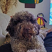 Taïga a rejoint le concours — aidez-le/la à gagner de superbes lots ! christmas_tree, couch, cozy, curly_hair, decorations, dog, felt_tree, festive, furniture, holiday, home_decor, indoor, lap, pampas_grass, penguin_doll, person, plant, plush_toy, relaxing, seasonal