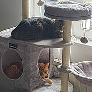 Iggy a rejoint le concours — aidez-le/la à gagner de superbes lots ! cat, cats, cat_tree, window, indoor, pet, feline, orange_cat, tabby_cat, resting, cozy, plush, toy, sunlight, home, animal, cute, relaxed, furniture, daylight