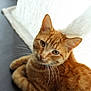 cat, ginger_cat, whiskers, curtain, indoor, pet, animal, feline, closeup, relaxed, soft_light, orange_fur, domestic_cat, resting, portrait, eyes, fur, cute, cozy, natural_light