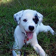 Ariel is registered to the contest to win money with this photo: puppy, dog, grass, outdoor, pet, animal, white_dog, black_patch, tongue_out, collar, leash, happy, cute, playful, young_dog, nature, summer, canine, resting, sunlight