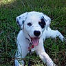 animal, black_patch, canine, collar, cute, dog, grass, happy, leash, nature, outdoor, pet, playful, puppy, resting, summer, sunlight, tongue_out, white_dog, young_dog