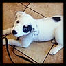 Ariel is registered to the contest to win money with this photo: puppy, dog, white, black_spot, tile_floor, leash, pet, animal, cute, lying_down, young, indoor, playful, canine, looking_up, fur, ears, paw, companion, domestic
