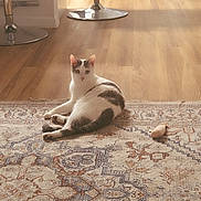Freya is registered to the contest to win money with this photo: Saturday, animal, bar_stool, cat, cozy, decor, domestic, feline, flooring, home, indoor, light, mammal, pattern, pet, relaxed, resting, rug, text_overlay, wooden_floor