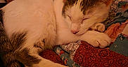 Freya is registered to the contest to win money with this photo: cat, sleeping, quilt, blanket, cozy, indoor, pet, fur, resting, animal, tabby, white_cat, paw, tail, home, comfortable, soft, patterned, relaxing, nap