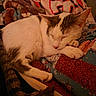 cat, sleeping, quilt, blanket, cozy, indoor, pet, fur, resting, animal, tabby, white_cat, paw, tail, home, comfortable, soft, patterned, relaxing, nap