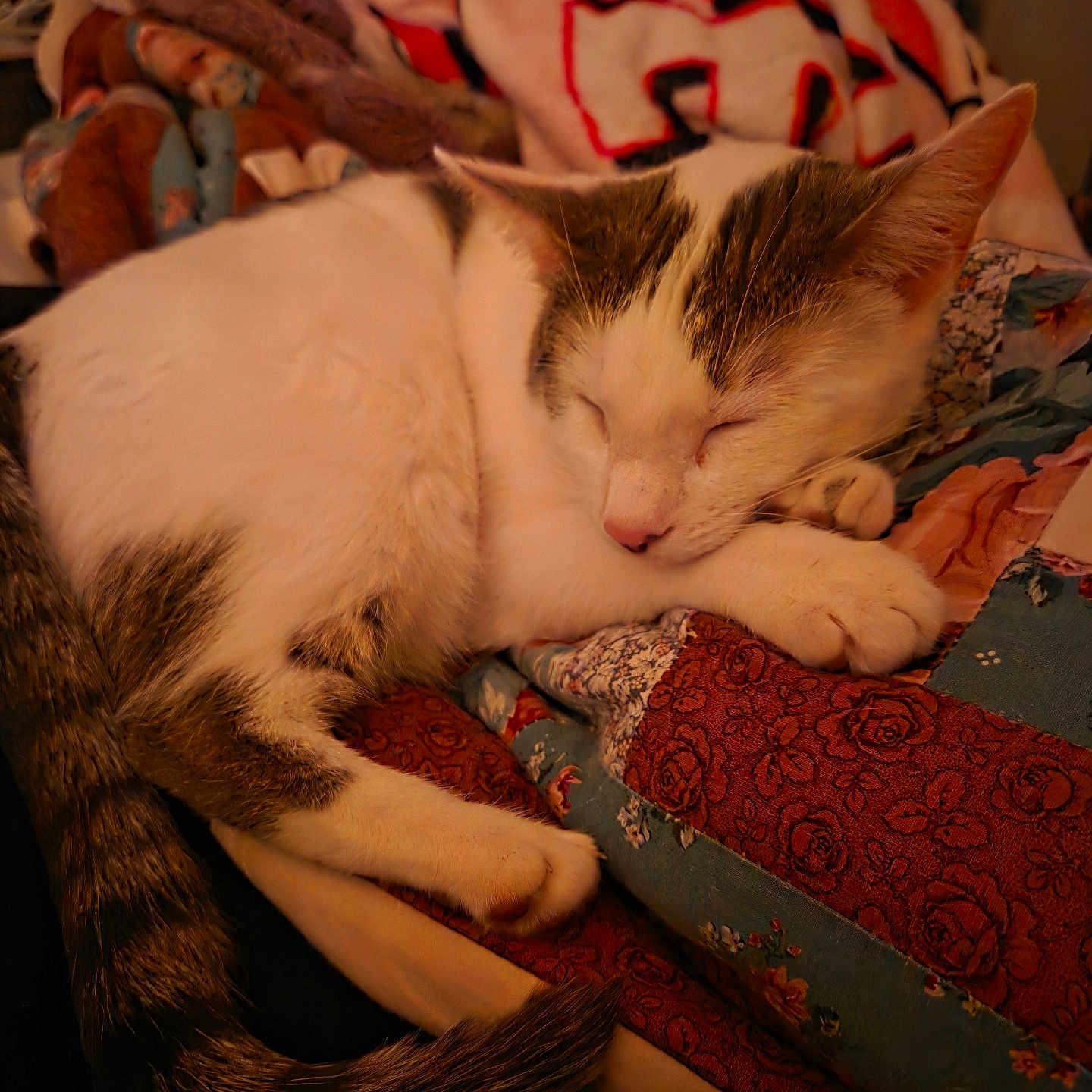 Freya is registered to the contest to win money with this photo: cat, sleeping, quilt, blanket, cozy, indoor, pet, fur, resting, animal, tabby, white_cat, paw, tail, home, comfortable, soft, patterned, relaxing, nap
