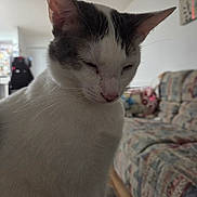 Freya is registered to the contest to win money with this photo: cat, indoor, pet, white, gray, feline, sleepy, couch, furniture, domestic, whiskers, closeup, animal, mammal, home, relaxed, quiet, soft_light, resting, cute