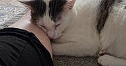 Freya joined the competition — help win amazing prizes! black_shorts, cat, comfort, couch, cozy, domestic_animal, furniture, gray_spots, home, indoor, leg, nap, painted_toenails, person, pet, relaxing, resting, sleeping, white_cat, wooden_floor