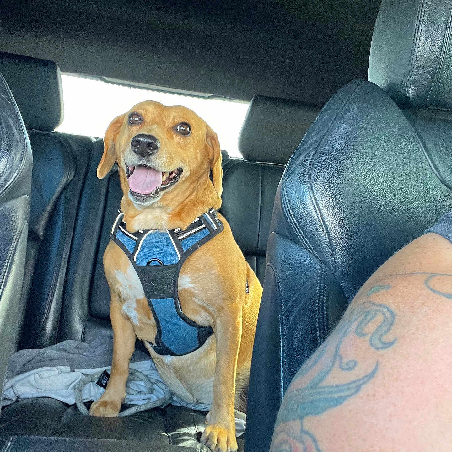 Mello is registered to the contest to win money with this photo: accessories, animal, belt, canine, car, car_interior, carseat, cushion, dog, headrest, homedecor, hound, person, pet, puppy, sitting, skin, tattoo, transportation, vehicle