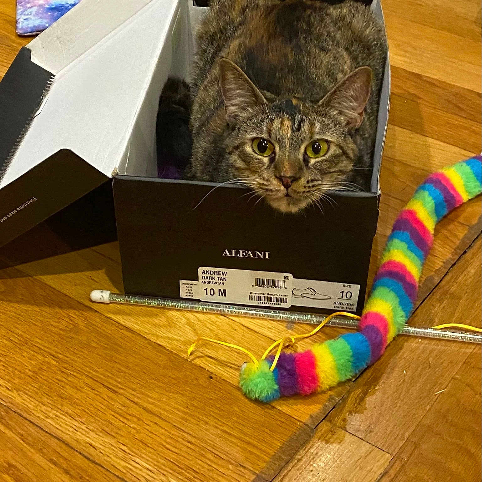 Cinnamon is registered to the contest to win money with this photo: art, carnivore, cat, cat_toy, creative_arts, domestic_short_haired_cat, fashion_accessory, felidae, flooring, hardwood, packaging_and_labeling, pattern, pet_supply, rectangle, small_to_medium_sized_cats, tail, varnish, whiskers, wood, wood_stain