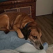 Cain Benfield is registered to the contest to win money with this photo: dog, bed, blanket, indoor, wooden_furniture, television, resting, brown_dog, collar, floor, quiet, calm, furniture, room, sleepy, pet, domestic_animal, relaxed, head, lying_down