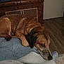 dog, bed, blanket, indoor, wooden_furniture, television, resting, brown_dog, collar, floor, quiet, calm, furniture, room, sleepy, pet, domestic_animal, relaxed, head, lying_down
