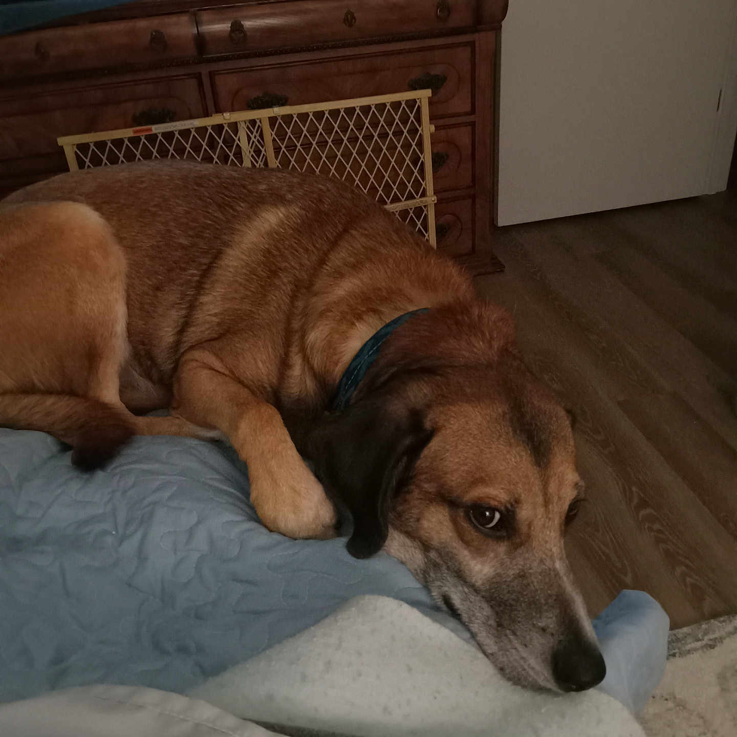 Cain Benfield is registered to the contest to win money with this photo: bed, blanket, brown_dog, calm, collar, dog, domestic_animal, floor, furniture, head, indoor, lying_down, pet, quiet, relaxed, resting, room, sleepy, television, wooden_furniture