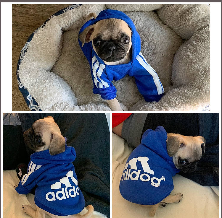 Hobi joined the competition — help win amazing prizes! blue, canidae, carnivore, cobalt_blue, collar, companion_dog, dog, dog_bed, dog_breed, dog_supply, fawn, mammal, pet_supply, pug, puppy, snout, toy, toy_dog, vertebrate, working_animal