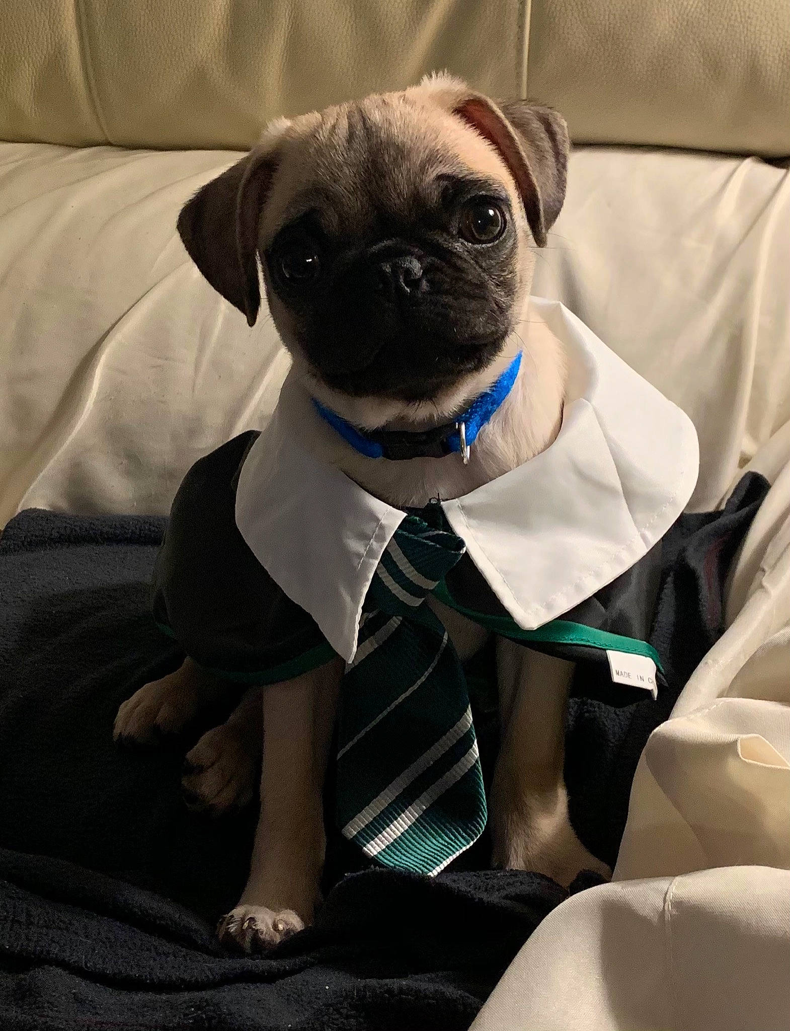 Hobi is registered to the contest to win money with this photo: canidae, carnivore, collar, comfort, companion_dog, couch, dog, dog_breed, dog_clothes, dog_supply, fawn, living_room, mammal, pet_supply, pug, slipcover, snout, toy_dog, working_animal