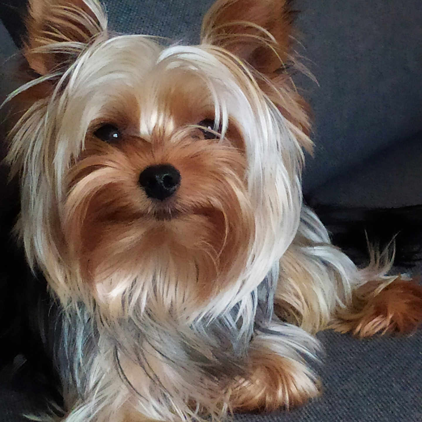 Ryu a rejoint le concours — aidez-le/la à gagner de superbes lots ! adorable, animal, black, brown, canine, companion, couch, cute, dog, ears, friendly, fur, indoor, long_hair, pet, relaxed, sitting, small_dog, white, yorkshire_terrier